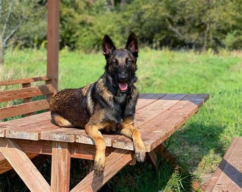 Is the Belgian Malinois German Shepherd Mix the Dog For You? - K9 Web