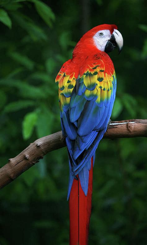 √完了しました！ amazon rainforest scarlet macaw facts 130662-Do scarlet macaws live in the amazon ...