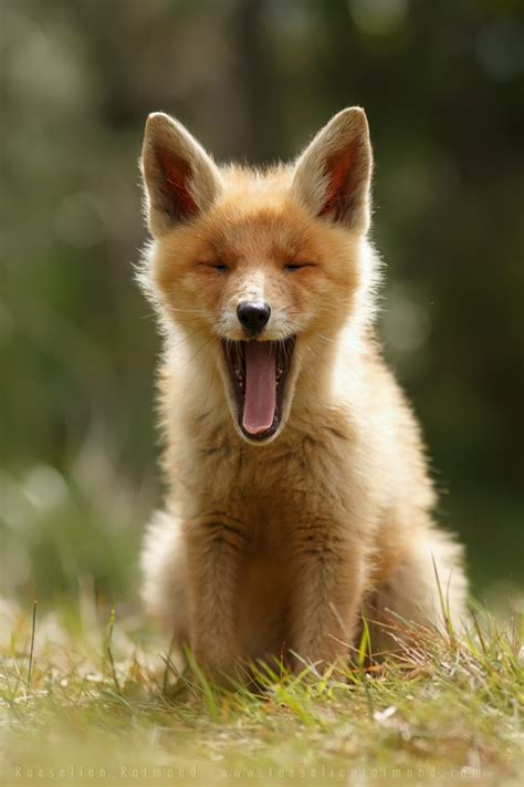 Heartwarming Photos of Adorable Baby Foxes