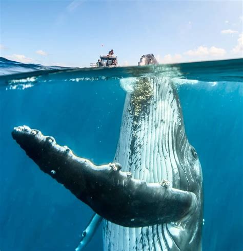 Humpback whale with boat for scale : pics