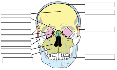 Label the Bones of the Skull