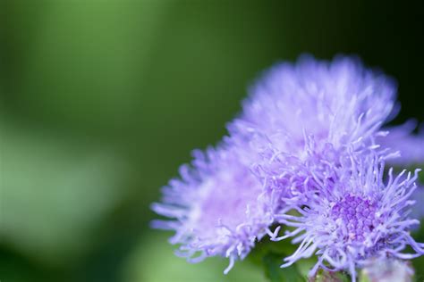 10 great cutting flowers for summer