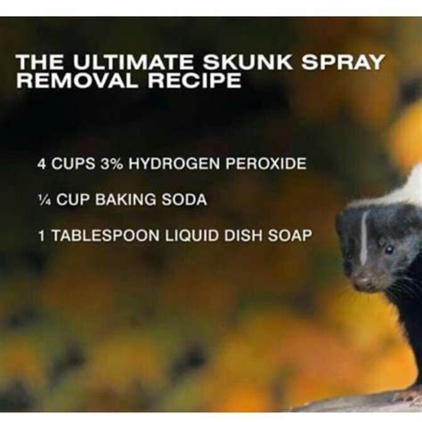 Skunk Removal Recipe | Dandk Organizer