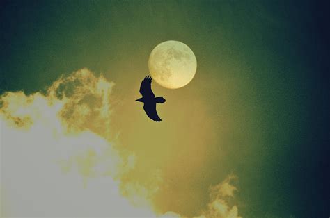 Moon Raven Photograph by Melanie Ann