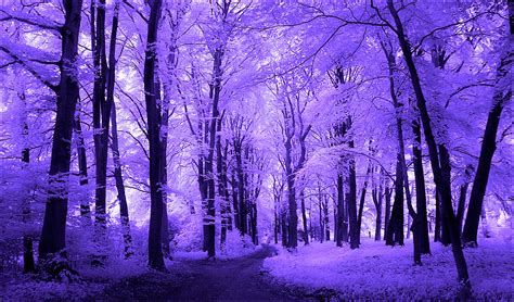 Purple Trees Infrared... by MichiLauke on DeviantArt