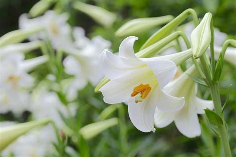 Tips and Tricks for Displaying Easter Lilies - Flower Magazine