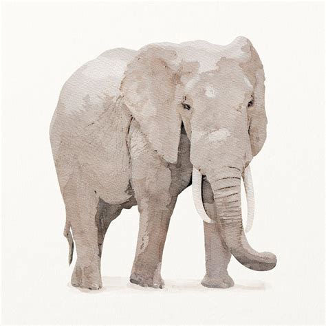 Watercolor Elephant Images | Free Photos, PNG Stickers, Wallpapers & Backgrounds - rawpixel