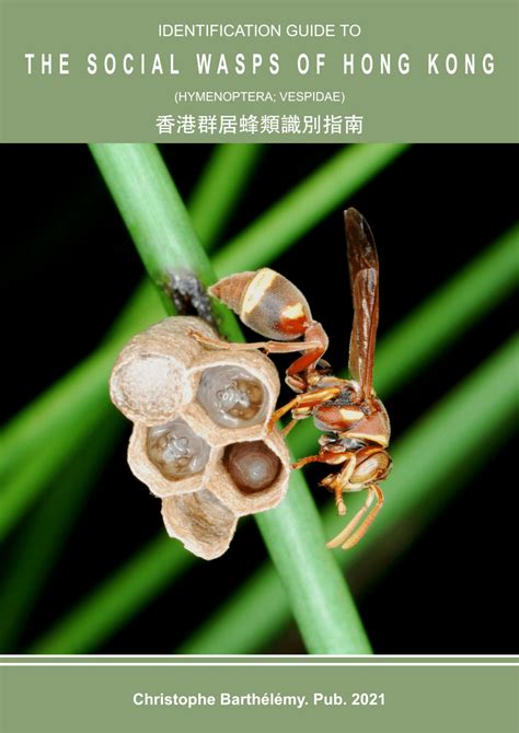 (PDF) Identification Guide to the Social Wasps of Hong Kong (Hymenoptera; Vespidae)