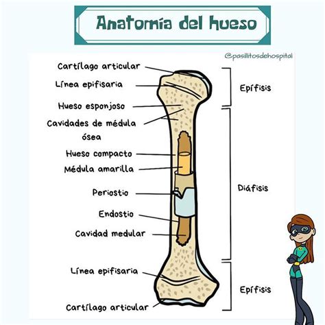 Anatomia Y Fisiologia Del Sistema Oseo Anatomia Humana Huesos – Otosection