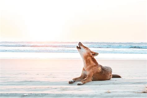 Dingoes on Fraser Island - Fraser-Tours.com