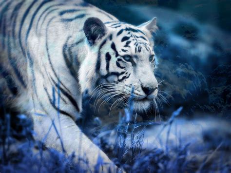 Koleksi Full Hd White Tiger Wallpaper | wallpaper samudra