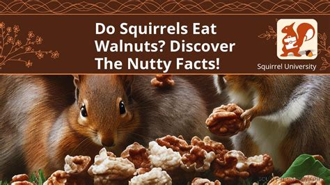 Do Squirrels Eat Walnuts? Discover the Nutty Facts! - Squirrel University