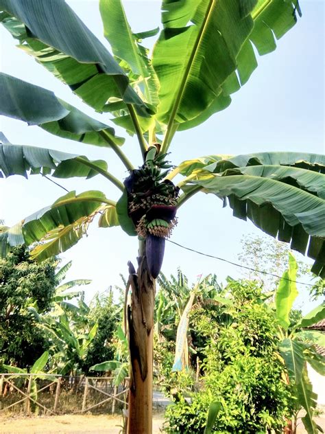 35+ Gambar Buah Pisang Untuk Kolase, Yang Istimewa!