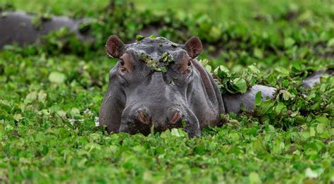 River in DR Congo contaminated with 'toxic' waste kills wildlife | Daily Sabah