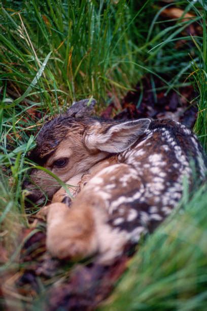 Baby Deer Sleeping Stock Photos, Pictures & Royalty-Free Images - iStock