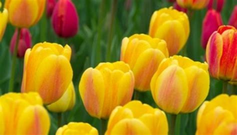 Flowers That Look Like Tulips | Garden Guides