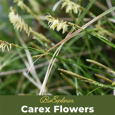 Carex Flowers| C. viridula | C. bebbii | BioExplorer.net