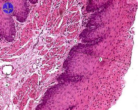 GIM02 histology of GI tract Flashcards | Quizlet