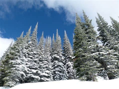 Winter Pine Forest in British Columbia, Canada image - Free stock photo ...