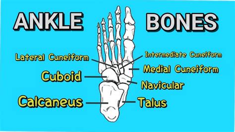 Tarsal Bones | EASY Mnemonic to Help Memorize the 7 Tarsal Bones of the ...