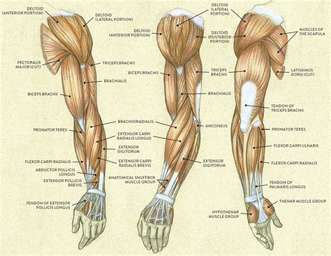 Arm Muscle Diagram Drawing Muscle Anatomy Of The Arm Anatomy | Images ...