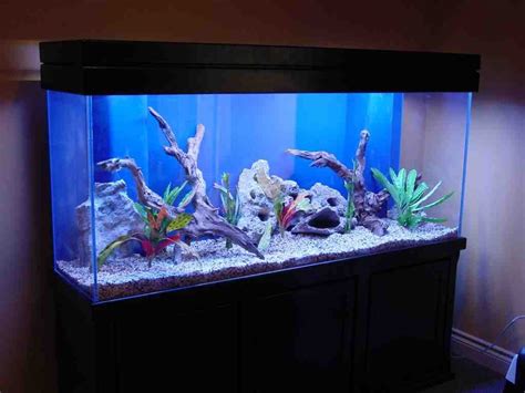 Freshwater Aquarium Decoration Ideas - Decor IdeasDecor Ideas