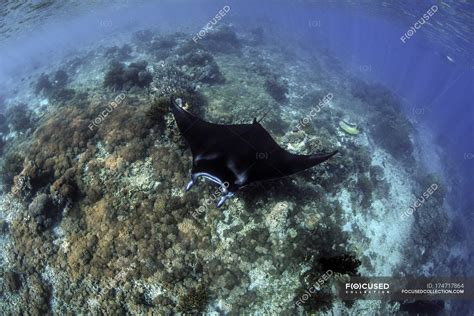 Manta ray swimming over coral reef — bali, fragility - Stock Photo | #174717864