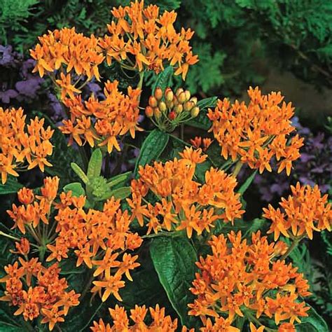 Butterfly Weed Seeds - Asclepias Perennial Flower Seeds