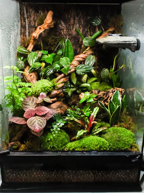 Herp Love | Tree frog terrarium, Frog terrarium, Gecko vivarium