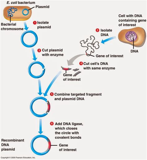 Odd Organisms: Gene Cloning