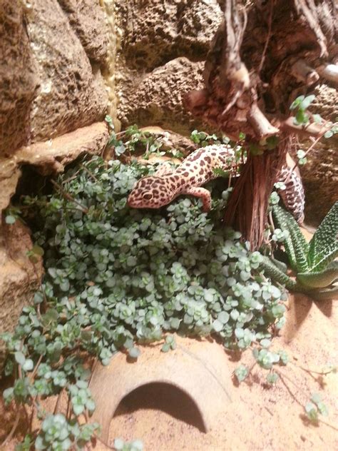 Leopard Gecko In The Wild Habitat