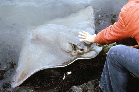 Bat Ray – "OCEAN TREASURES" Memorial Library