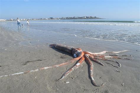 Giant Squid Weighing Over 700 Pounds Washes up on Beach