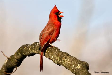 Northern Cardinal Nesting – the Song