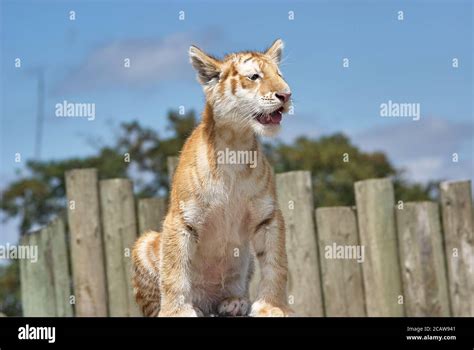 liger cub in a zoo Stock Photo - Alamy