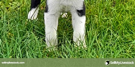 1 Registered Border Collie (Female) | SellMyLivestock - The Online Livestock Marketplace