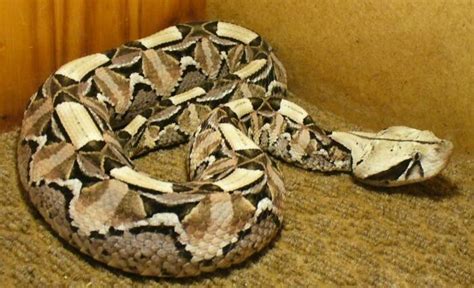 81 best images about Gaboon viper longest fangs on Pinterest | In las vegas, Python and Snake skin