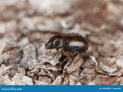 Spruce Bark Beetle on Wood. Stock Image - Image of beetle, color: 14449093