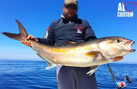 Amberjack - Description, Habitat, Image, Diet, and Interesting Facts