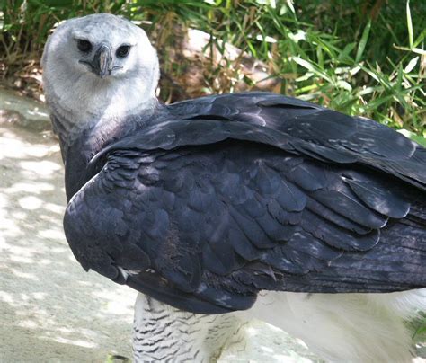 Harpy Eagle: WhoZoo