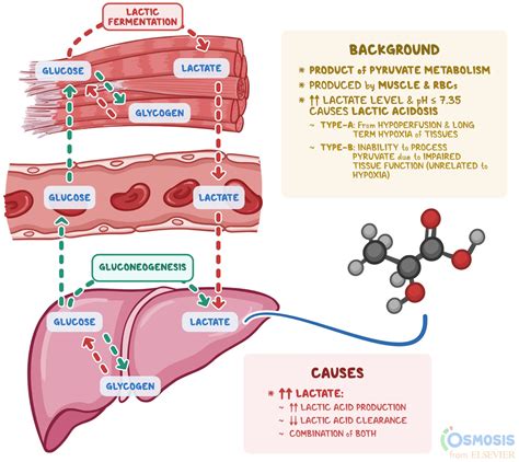 Lactic Acid: What Is It, What Increases It | Osmosis