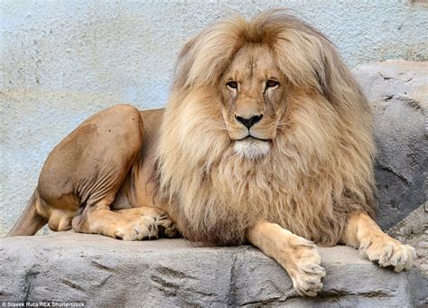 Lion’s bouffant style hair makes it the mane attraction at Czech zoo ...