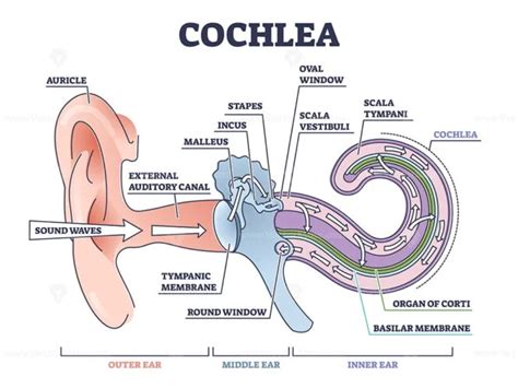 Cochlea ear anatomical structure with organ parts description outline diagram - VectorMine