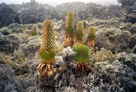 Mount Kilimanjaro National Park —Gofan Safaris and Travel Africa Ltd.