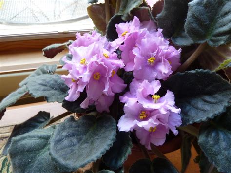 Marlene's Space: Do African Violets Have a Blooming Season?!