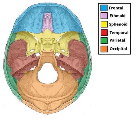 Lateral Skull Base Anatomy