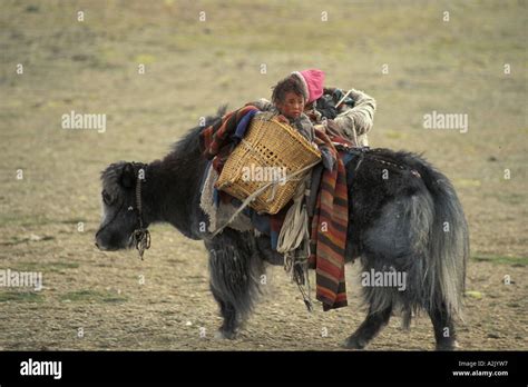 Tibet. Baby on Yak on the plateau Stock Photo - Alamy