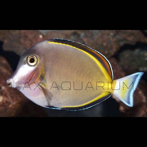 The best Powder Brown Tang for sale – LAXAquarium