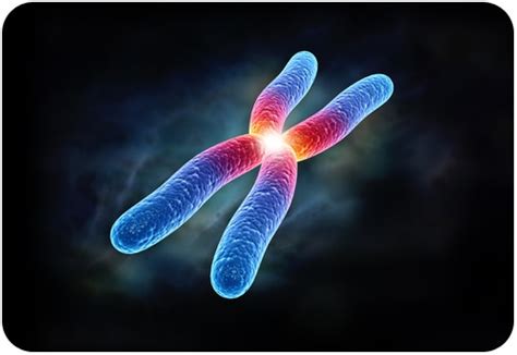 Human Chromosomes | Genetics