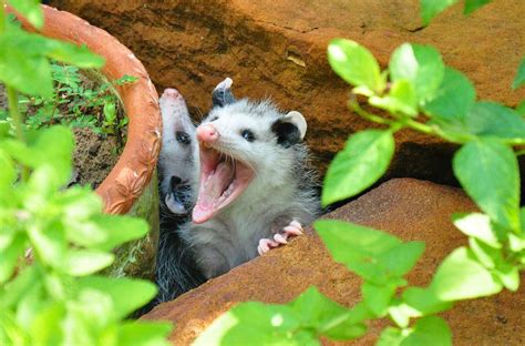 Opossum Teeth Facts | Outdoor Pests